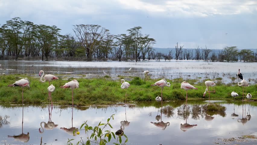 Flamingo flock reflecting in the water at Lake Nakuru National Park