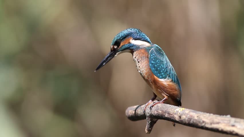 Close up of a young juvenile common kingfisher perched on a wooden branch, looking down into water, then suddenly taking off and diving against a blurred background.
