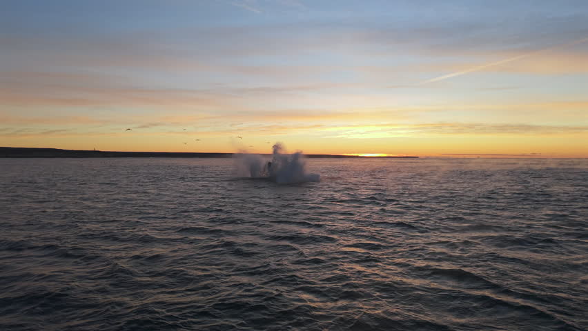 Drone aerial of southern right whale surfacing in calm ocean waters during sunrise in Patagonia.