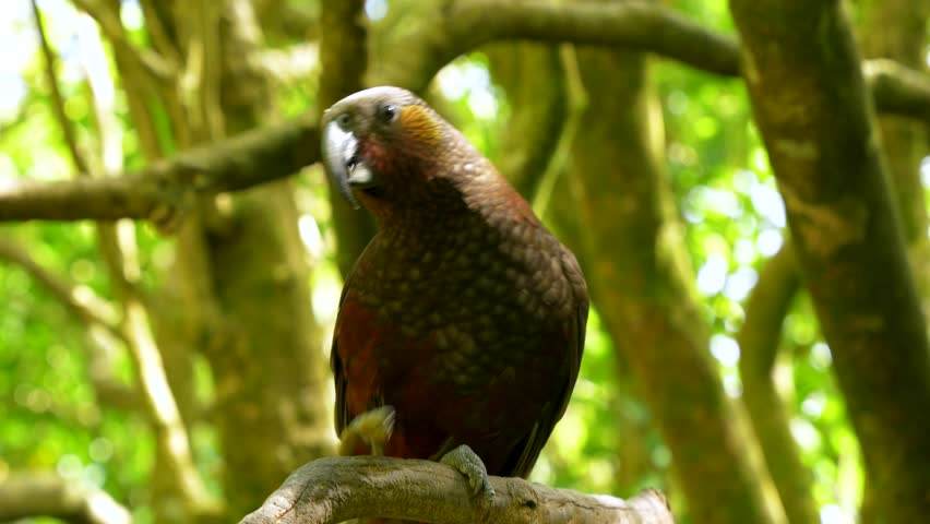 Endemic kaka parrot perched on a branch in Zealandia, New Zealand, eating in a lush green forest with soft natural light and blurred foliage.