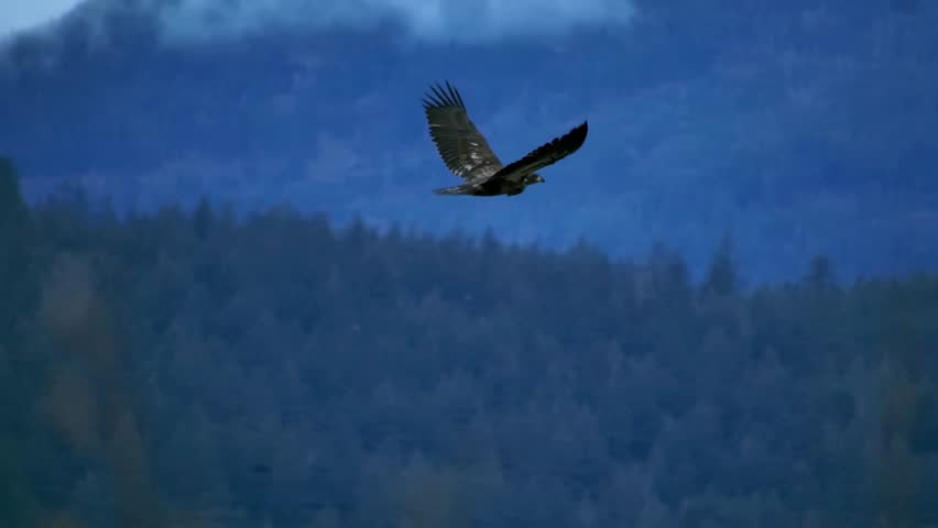 A large juvenile eagle flies gracefully over a hazy forest mountain range under blue atmospheric conditions
