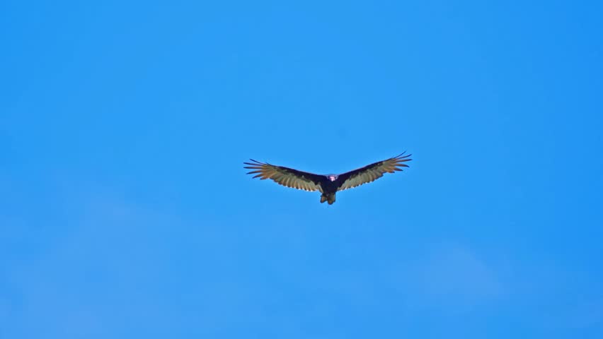 A large vulture soars directly overhead against a vibrant blue sky, fully extending its wide, feathered wings in majestic, effortless flight