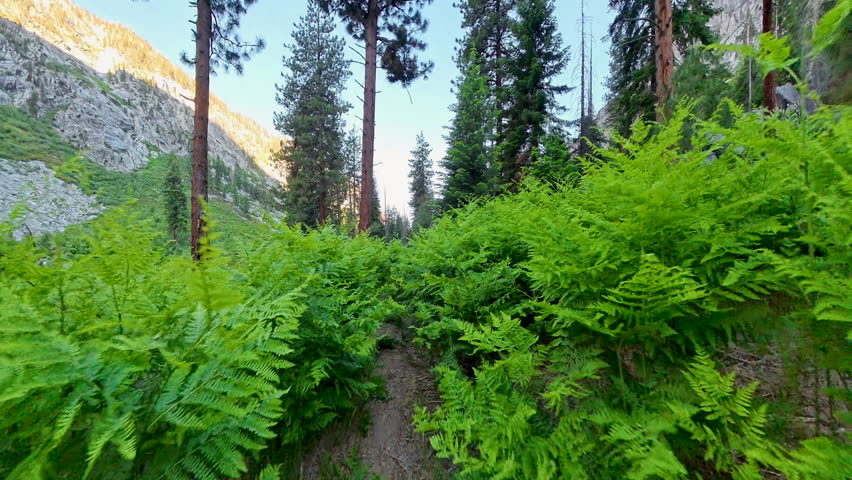 Hiking Through Thick Ferns along trail in Kings Canyon National Park