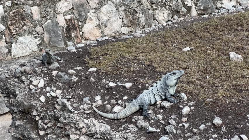 Gray Iguana in rocks in the wild