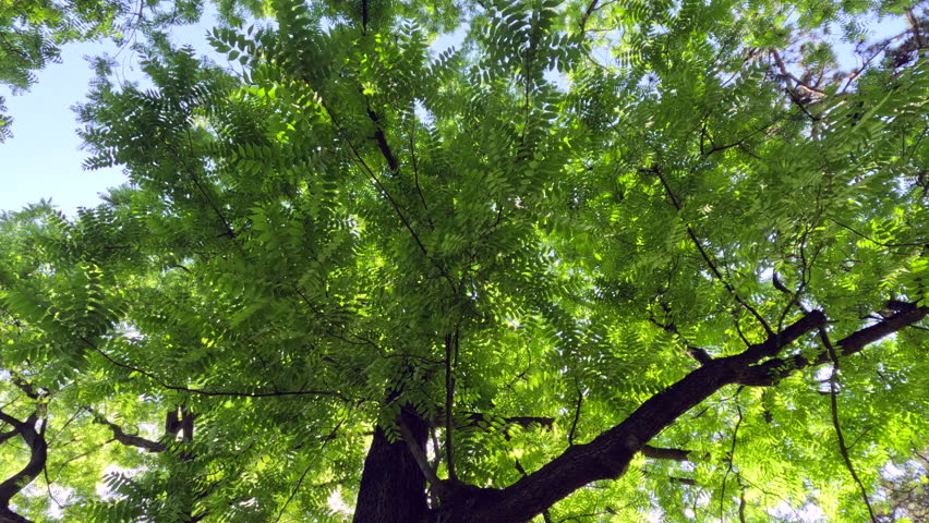 Looking up through the lush green canopy of a large tree in a French park. Sunlight filters through bright leafy branches against a clear blue sky creating a dappled natural light pattern