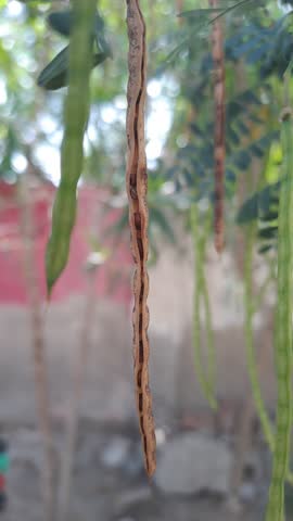 A dried brown seed pod hanging from a tree branch, split open to reveal empty compartments where seeds were once contained. In the background, several green unripe pods and fresh leaves create a natural contrast, illustrating different stages of plant growth and seed dispersal. The image captures the cycle of maturity and renewal in nature, ideal for themes of botany, ecology, and environmental awareness.