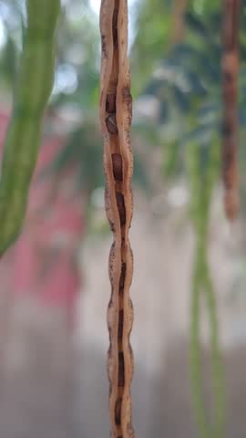 A dried brown seed pod hanging from a tree branch, split open to reveal empty compartments where seeds were once contained. In the background, several green unripe pods and fresh leaves create a natural contrast, illustrating different stages of plant growth and seed dispersal. The image captures the cycle of maturity and renewal in nature, ideal for themes of botany, ecology, and environmental awareness.