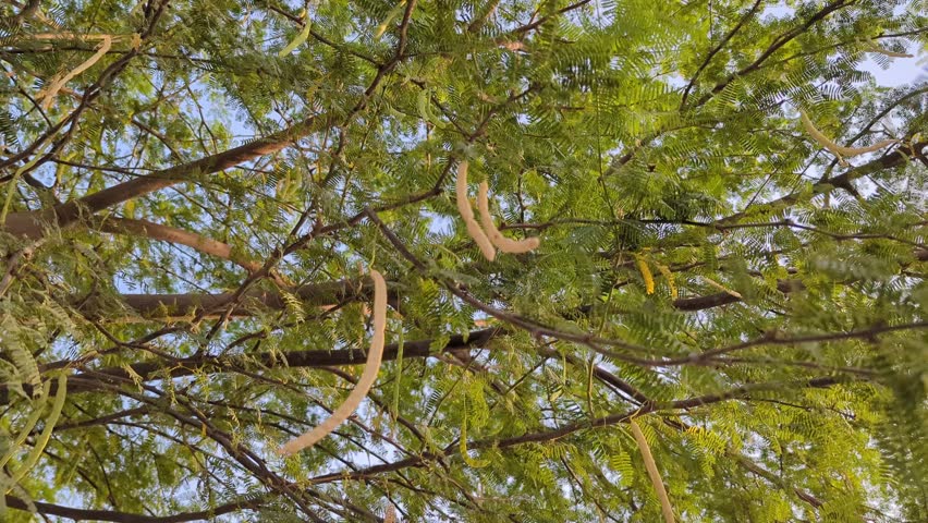 Green Tree Branches With Seed Pods