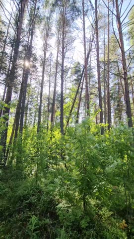 Pine tree forest near a lake in Petrosawodsk