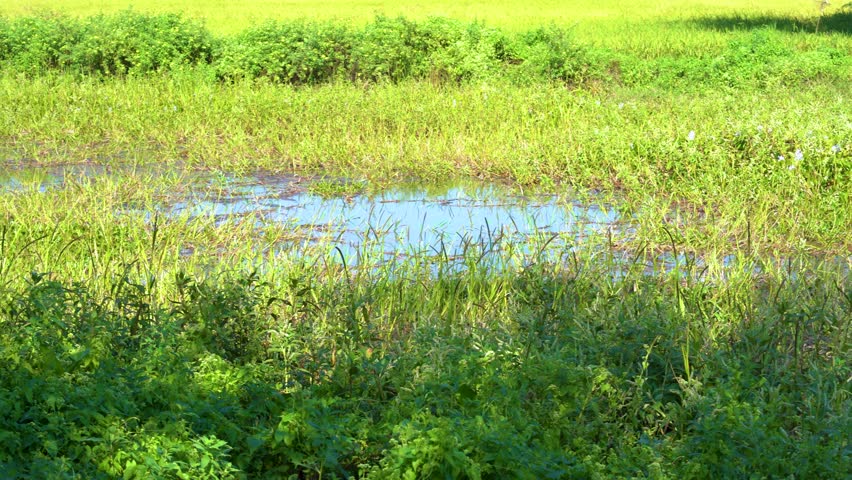 Calm pond in rural Assam surrounded by dense vegetation and grasses, clusters of purple flowers adding color, daylight atmosphere highlighting a natural wetland ecosystem.