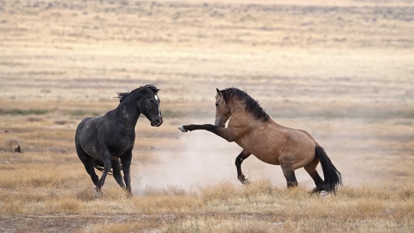 Two wild horses gallop together across a dry, dusty plain