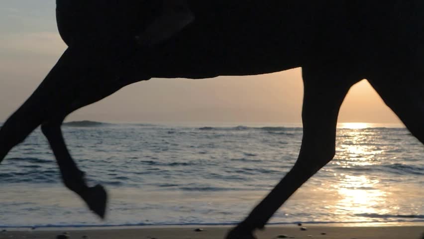 A majestic horse gallops along the sandy shoreline of a beach during a vibrant golden sunrise.