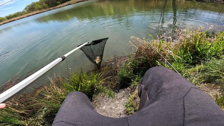 POV Angler Lifting Caught Common Carp (Cyprinus carpio) in Net