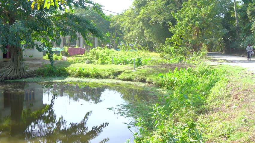A tranquil pond reflects trees, roots, and greenery beside a rustic house in rural Assam. Captures peaceful countryside life.