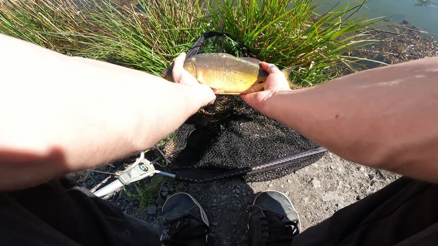 POV Angler Holding Caught Common Carp (Cyprinus carpio) by Lake