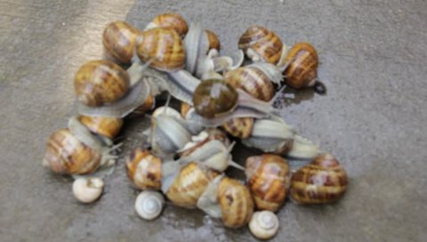 Huddle  snails