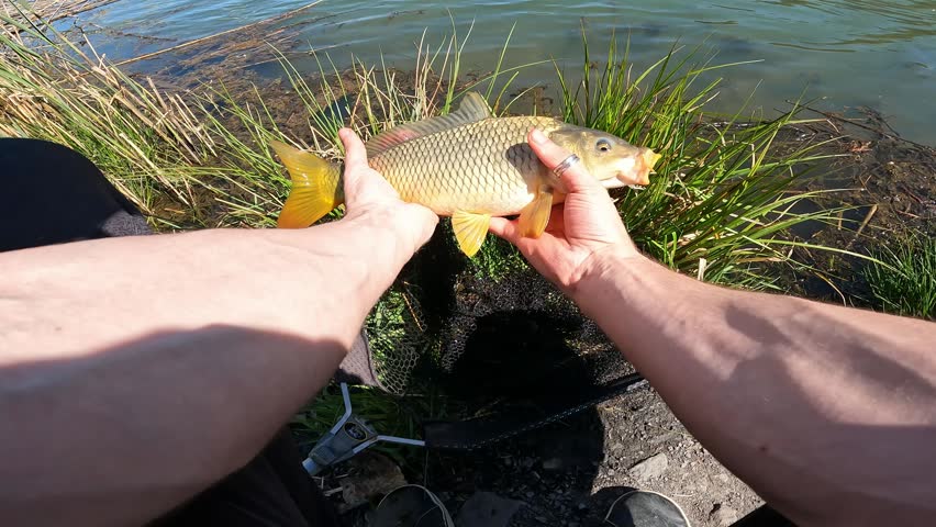Fisherman Holding Freshly Caught Common Carp (Cyprinus carpio) in Hands Over Landing Net, Catch and Release Fishing Concept