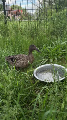 Duck Drinking Water from Metal Bucket