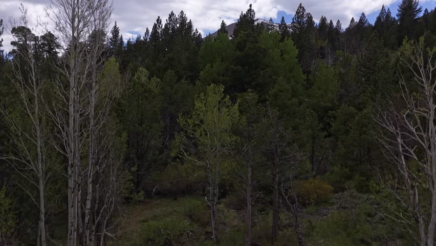 Rising aerial drone shot flying over a dense pine forest in Hope Valley, California, revealing breathtaking snow-capped mountains under a partly cloudy sky on a beautiful spring day