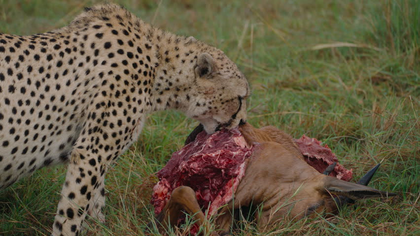 Solitary cheetah eating a freshly killed antelope on the green grass of the african savanna