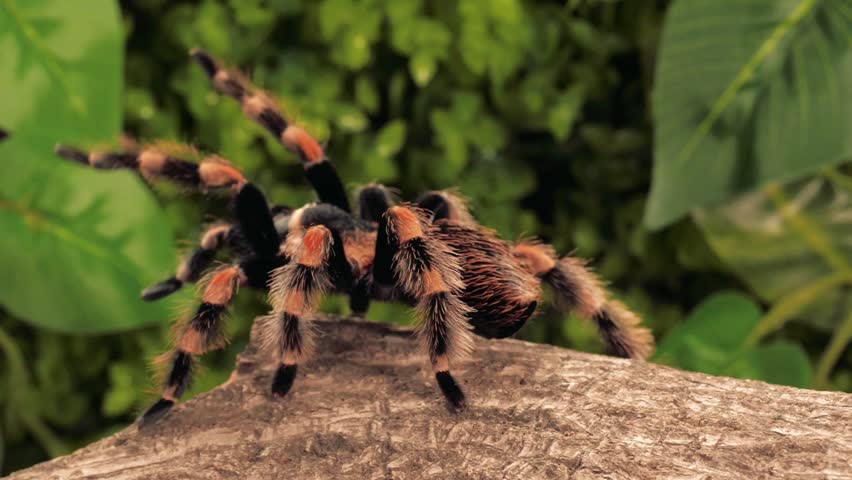 Close-up slow motion of a black and orange tarantula crawling across a log in a lush natural habitat, showing hairy legs, vivid markings, and wildlife detail.