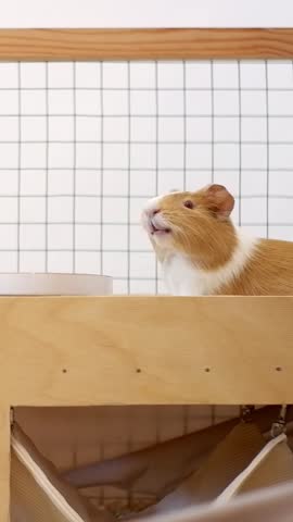 Human hand giving a food treat to a hungry domestic guinea pig standing in its wooden enclosure