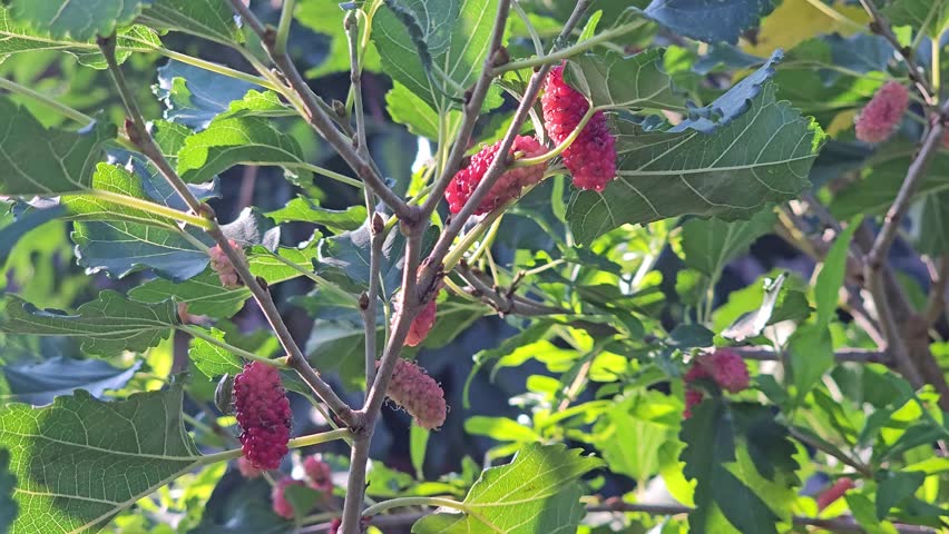 Red and ripening mulberries growing on a tree branch surrounded by green leaves under sunlight