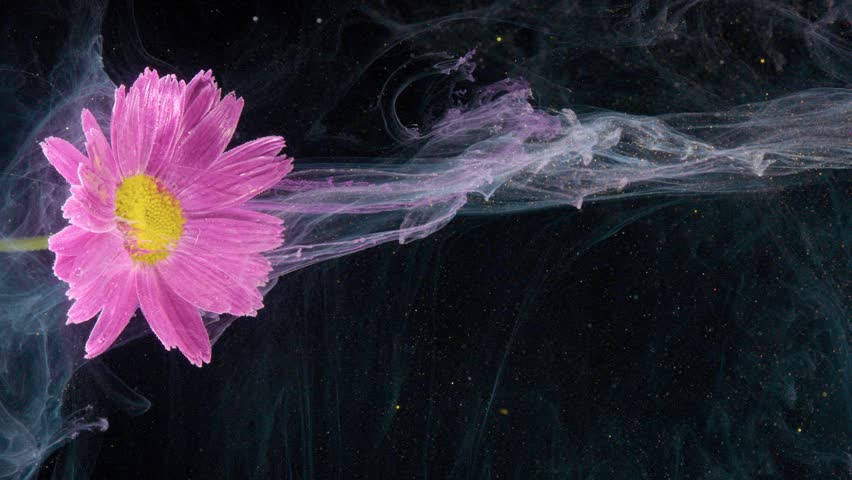 Pink daisy with trailing ink streaming across black frame, silky tendrils of pigment, dynamic horizontal motion, dramatic contrast