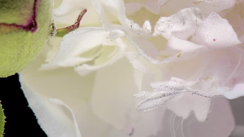 Elegant flower details. Closeup shows pollen texture and pastel shades. Refined botanical illustration highlighting subtle sparkle and soft colors