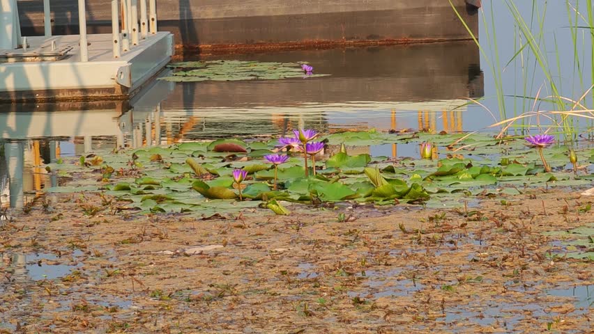 The purple lotus flowers are in full bloom.