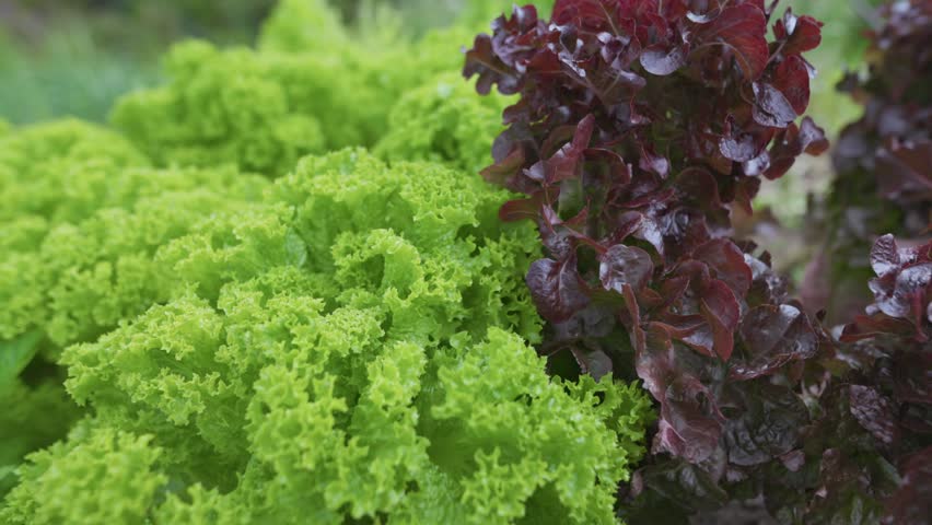 4K macro close-up of fresh green and purple lettuce leaves in agricultural garden. Raindrops cover raw vegan plants on organic eco farm. Moist water dewdrops sit on crisp spring salad vegetables