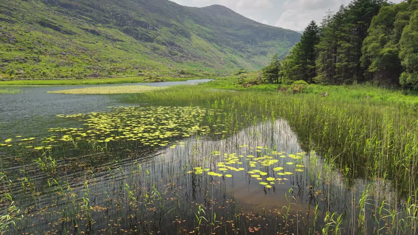 UHD aerial of high majestic mountains rising above green lily pads in Killarney National Park, Ireland. Tall wild reeds grow in calm lake waters of this scenic Irish wetland and forest valley