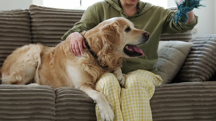 Girl Owner At Home Playing With Adorable Golden Retriever Dog By Throwing A Rope Toy