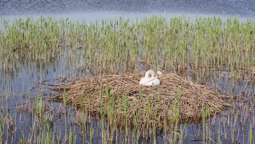 White Mute Swan Preening on a Reed Nest in a Lake