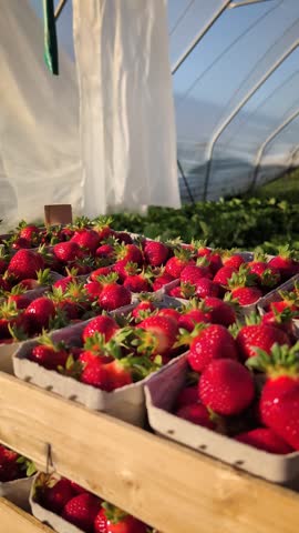 Footage of freshly harvested ripe strawberries arranged in cardboard trays inside a greenhouse farm.