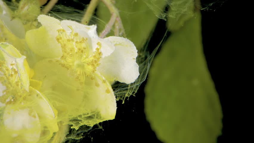 Closeup of stamens and petals, highdetail macro of yellow pollen and delicate petal edges against black, scientific yet cinematic feel for beauty and editorial
