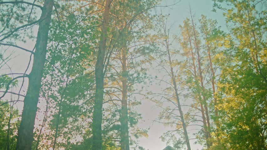 Low-angle view of a sunlit pine forest with tall vertical trunks and textured bark filling the frame. Warm morning light filters through green needles