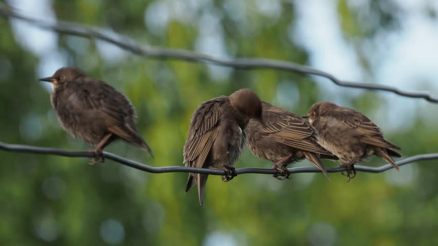 Juvenile starlings grooming their feathers, while sitting together on an electrical line at sunset. 