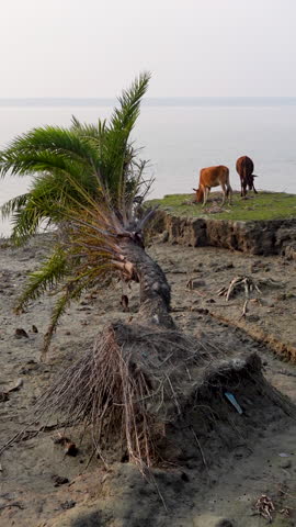 A whole date palm tree lies uprooted from the ground in an area affected by river erosion along the coast.