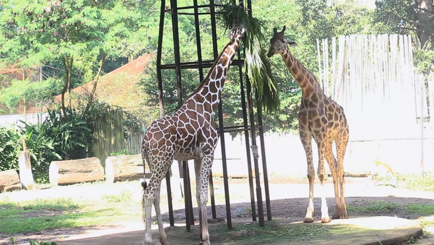 Giraffes are eating in the morning at a zoo