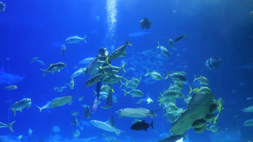 A short video of a scuba diver, surrounded by stingrays and other adorable marine fish, performing a fascinating feeding show with a bag of alluring food in the blue water of a giant aquarium in the National Museum of Marine Biology and Aquarium, which is located in Checheng Township, Pingtung County, Taiwan.