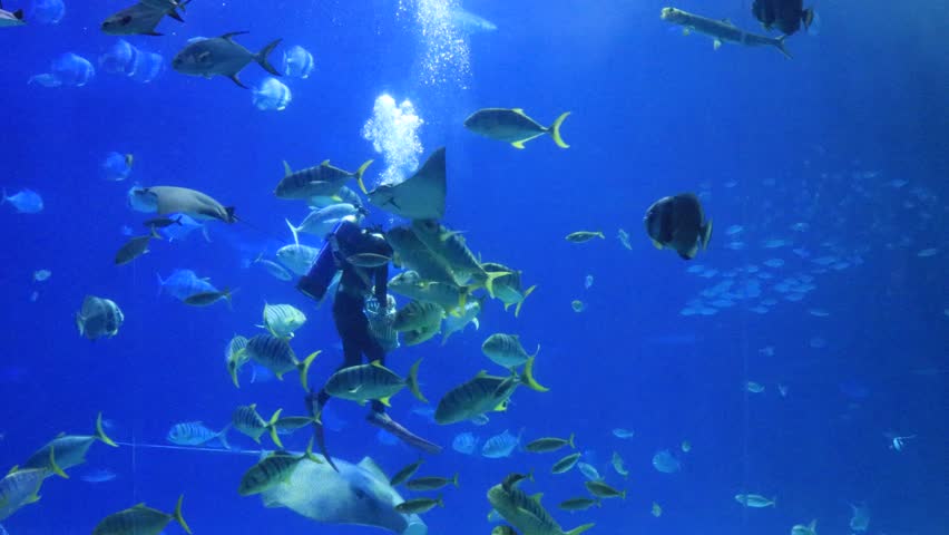 A scuba diver, performing a live feeding show with a bag of alluring food, is surrounded by stingrays, schools of adorable fish and a hammerhead shark, in a giant marine tank in The National Museum of Marine Biology and Aquarium (NMMBA) in Kenting National Park, Checheng Township, Pingtung County, Taiwan. The majestic blue water creates a surreal scene of marine wonder and harmony.