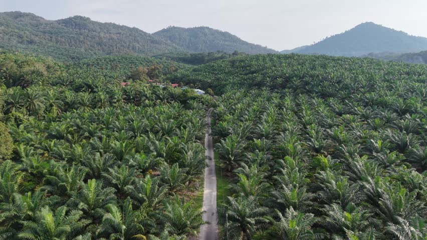 Drone footage showing an oil palm plantation, access road and small village near hilly terrain.