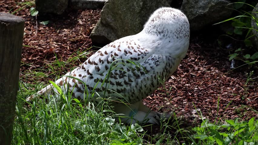 Snowy owl, Bubo scandiacus, bird of the Strigidae family. With a yellow eye