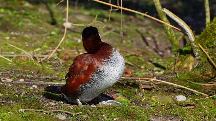 The Ruddy Duck, Oxyura jamaicensis, is a duck from North America and one of the stiff-tailed ducks.