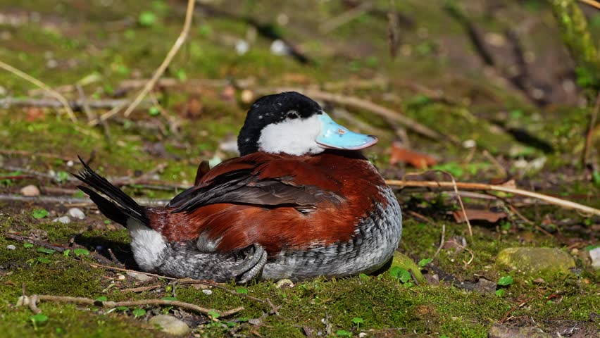 The Ruddy Duck, Oxyura jamaicensis, is a duck from North America and one of the stiff-tailed ducks.