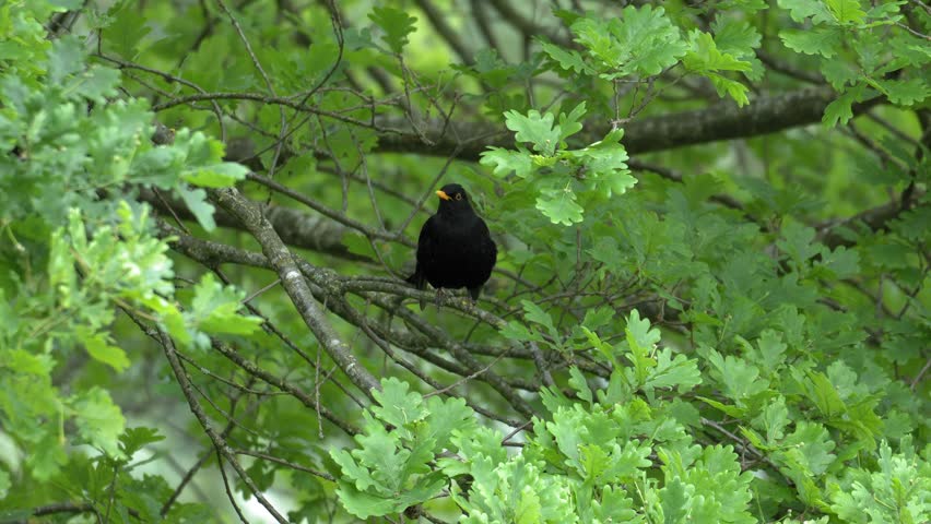 Common Blackbird Singing on Oak Tree - 4K Wildlife Slow Motion Shot
