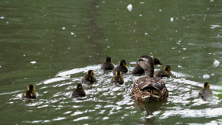 Ducklings swimming in the Provo River with mother Mallard in slow motion.