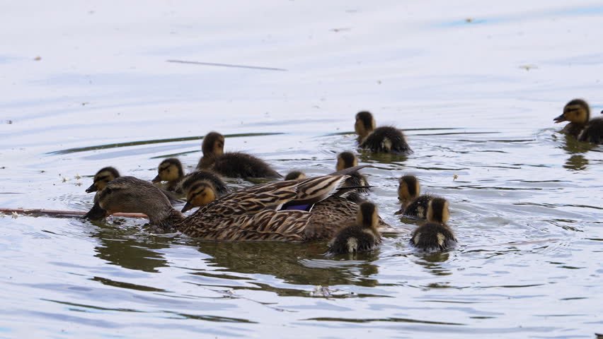 Mother Mallard with her baby duckling swimming in the Provo River in slow motion.