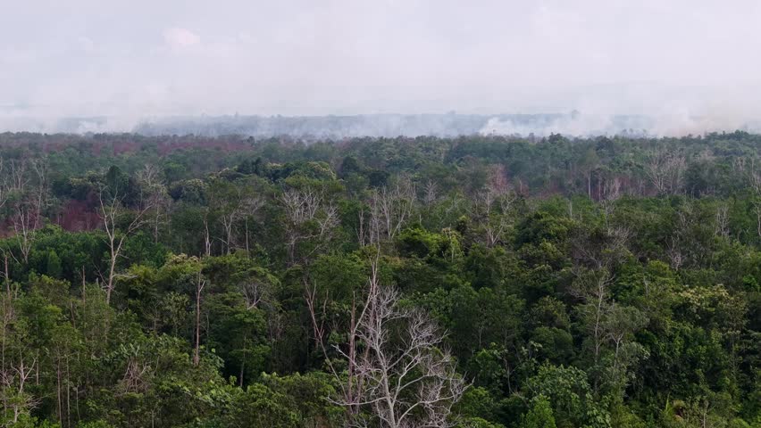 Aerial view of dense tropical forest with vibrant green foliage. Faint smoke rises from distant areas, indicating wildfires